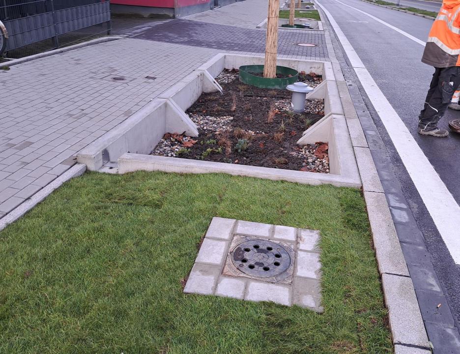 Baumrigole in Fahrbahnnebenfläche